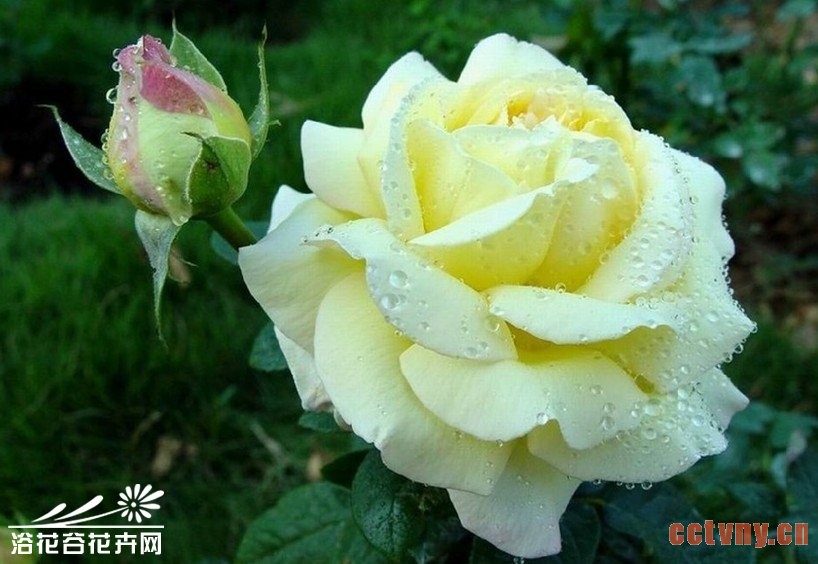 正确选购优良花卉的方法