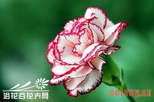 盆栽康乃馨怎么养