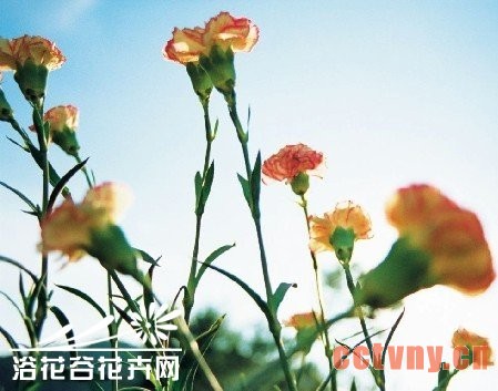 盆栽康乃馨怎么养