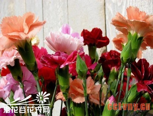 盆栽康乃馨怎么养