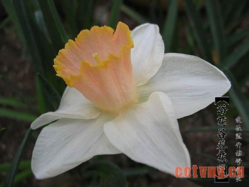 洋水仙，黄水仙