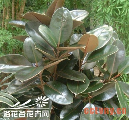 新买盆栽要看是否打蜡