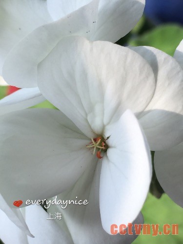 天竺葵授粉结种子过程图