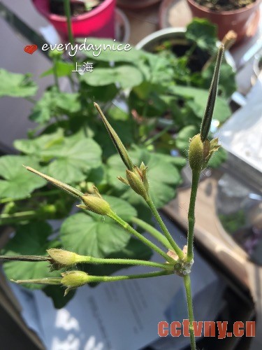 天竺葵授粉结种子过程图