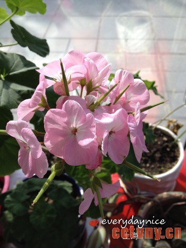 天竺葵授粉结种子过程图