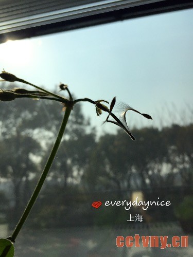 天竺葵授粉结种子过程图