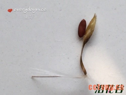 天竺葵授粉结种子过程图