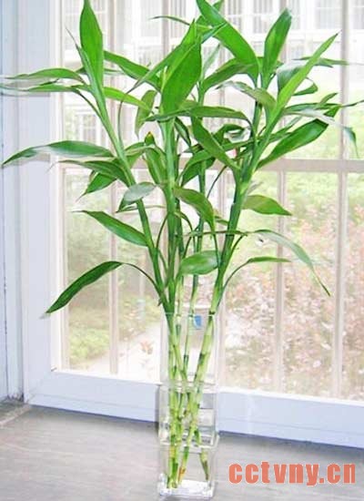 鸡巴流出来的水