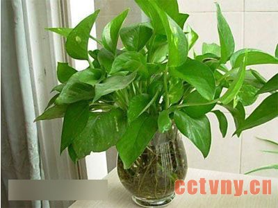 鸡巴流出来的水