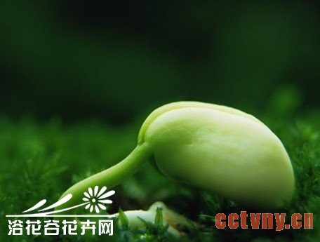 苗木种子的冬季贮藏