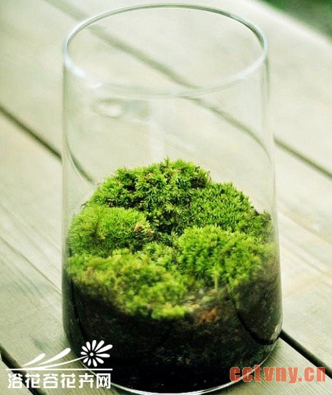 苔藓植物的特性和园林中的应用