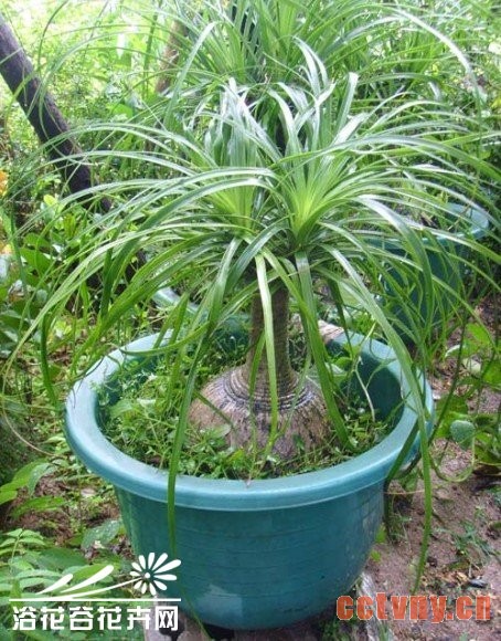 酒瓶兰的北方栽培方法