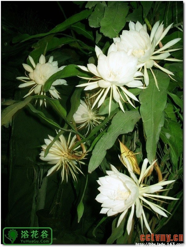昙花