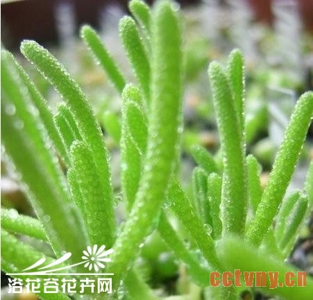常用的有机肥沤制及使用方法