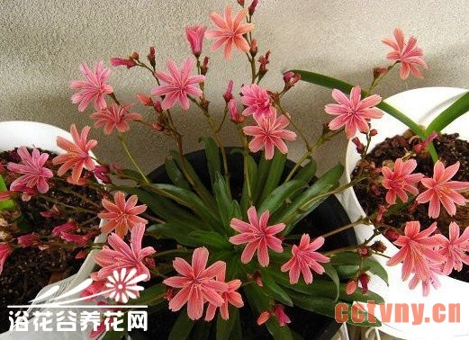 露薇花盆栽要点