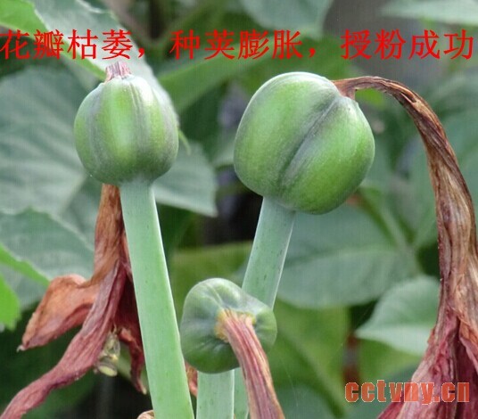 朱顶红授粉(图文)
