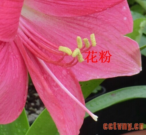 朱顶红授粉(图文)