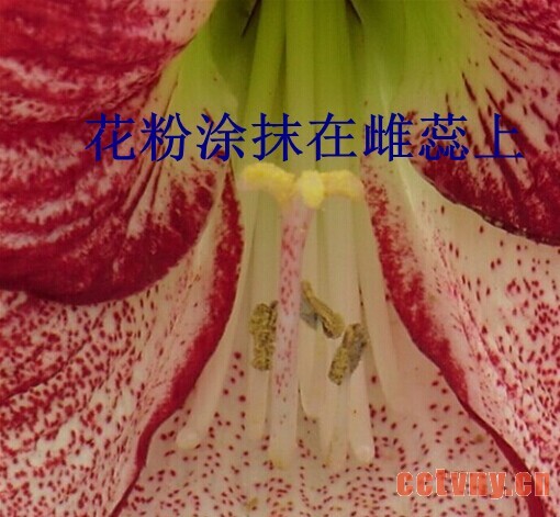 朱顶红授粉(图文)