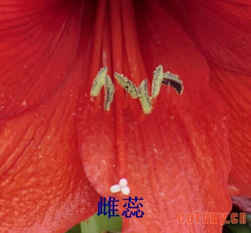 朱顶红授粉(图文)