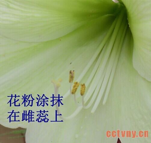 朱顶红授粉(图文)
