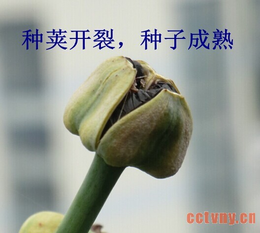 朱顶红授粉(图文)