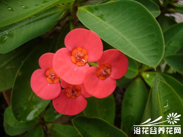 虎刺梅的养殖方法
