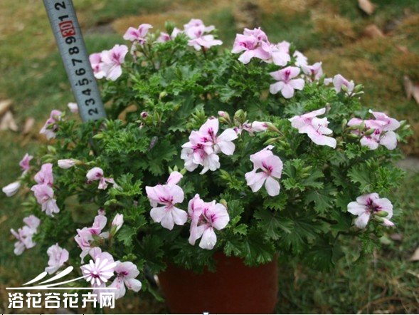 盆花秋季怎样管理
