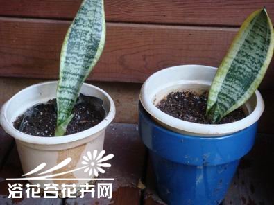 金边虎尾兰扦插苗的金边消失的原因