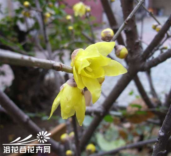 腊梅为何开花小并且少