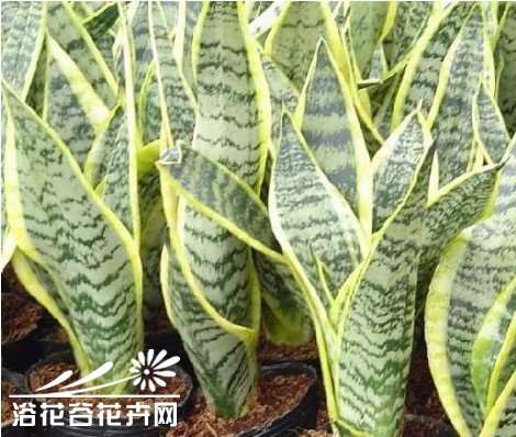 虎皮兰的养殖方法和虎皮兰长高秘诀