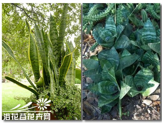 虎皮兰的养殖方法和虎皮兰长高秘诀