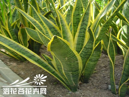虎皮兰的养殖方法和虎皮兰长高秘诀