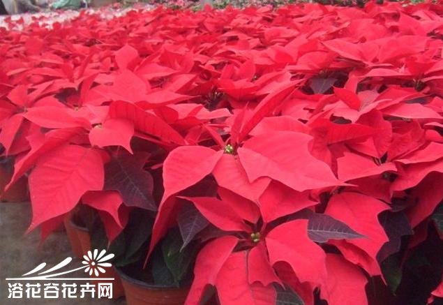 一品红有毒吗