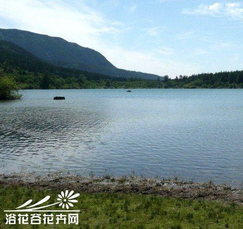养花浇水有讲究，各种水优劣对比