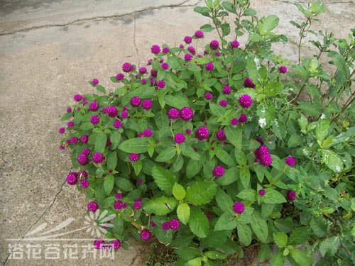 千日红的养殖栽培方法