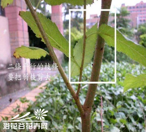 三角梅的修剪方法