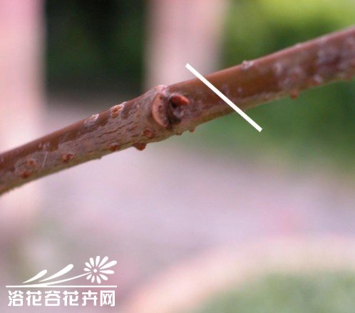 三角梅的修剪方法