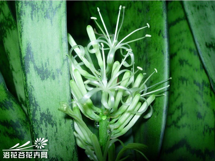 虎尾兰开花吗？