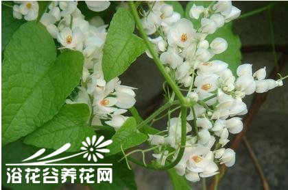 珊瑚藤