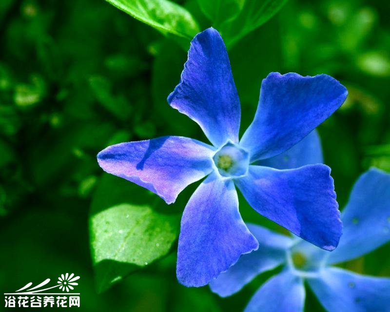 小蔓长春花的栽培技术