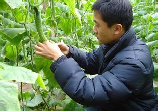 80后小伙回乡办农场，反季节蔬菜致富