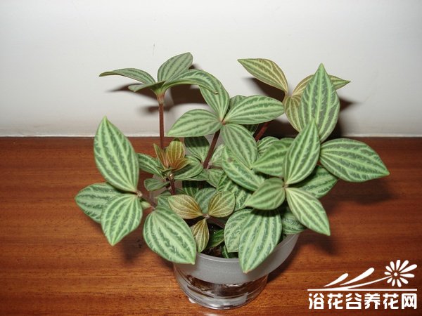 白脉椒草