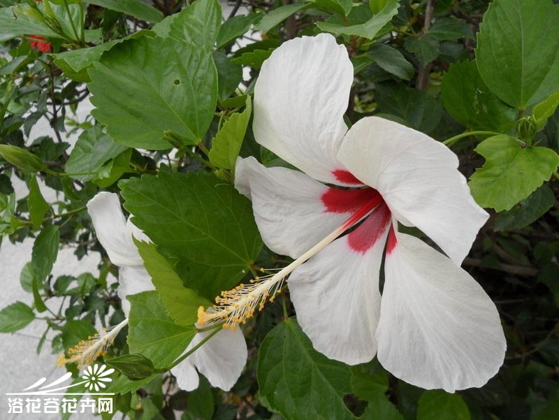 家庭盆栽扶桑