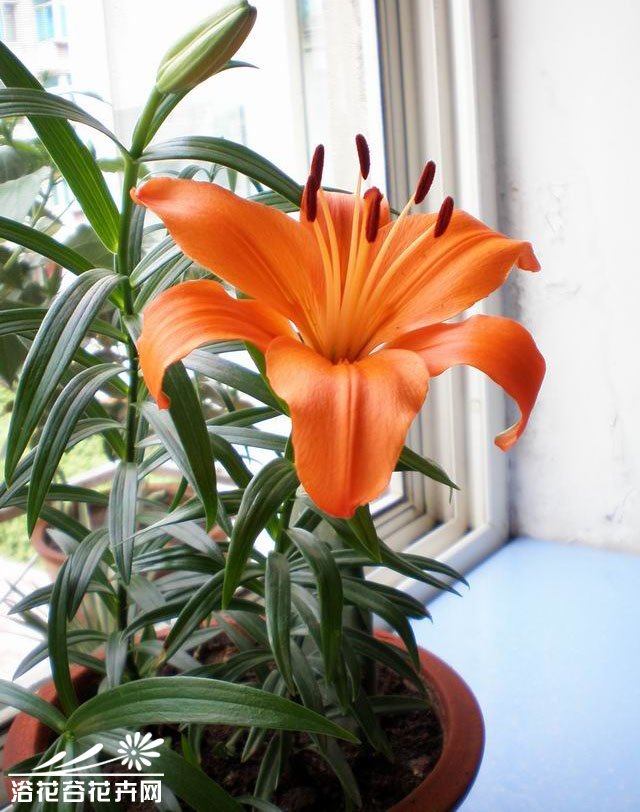 百合花家庭养殖详解
