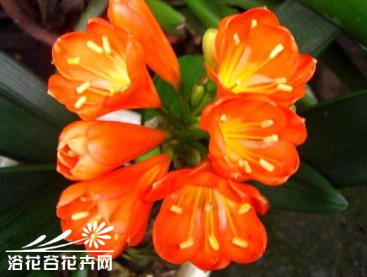 养花怪招：之八[与君子兰干杯&mdash;&mdash;醉酒促花法]
