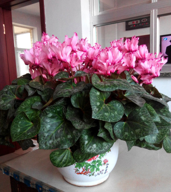 仙客来该如何养护