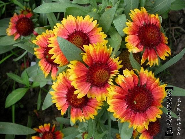勋章花