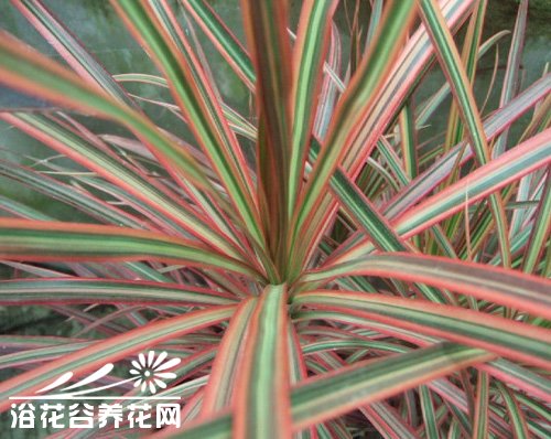 三色龙血树的养护尝识