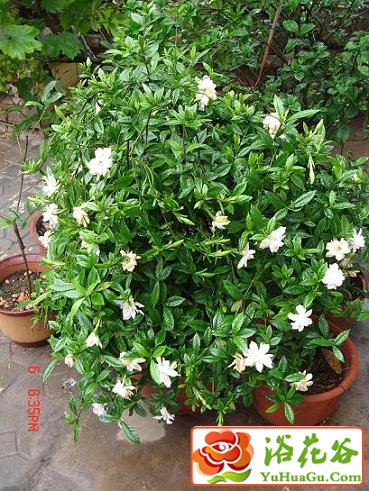 栀子花