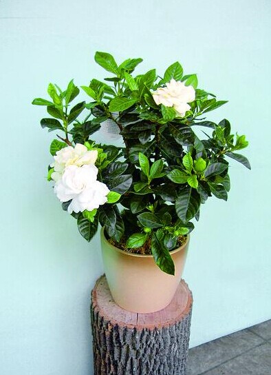 盆栽栀子花